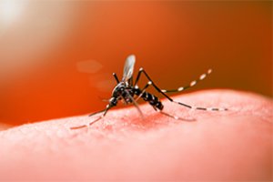 Prevenção e Controle de Epidemias de Dengue